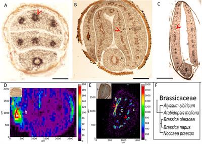 The Conservation of VIT1-Dependent Iron Distribution in Seeds